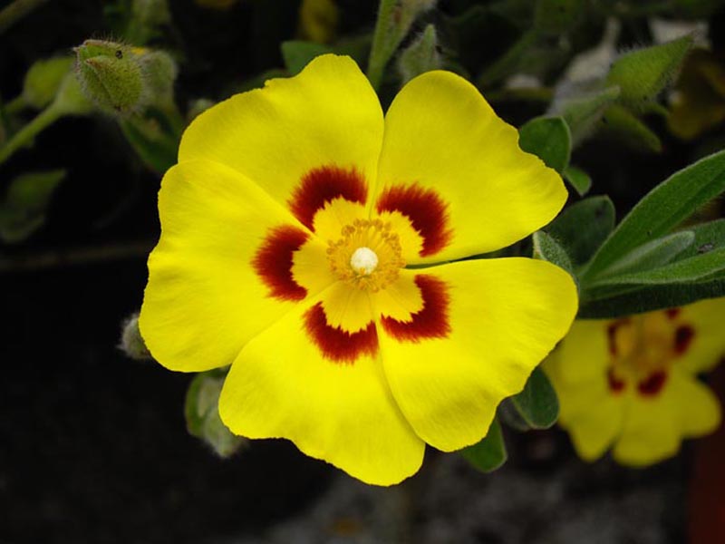 Halimium lasianthum ‘Formosum’